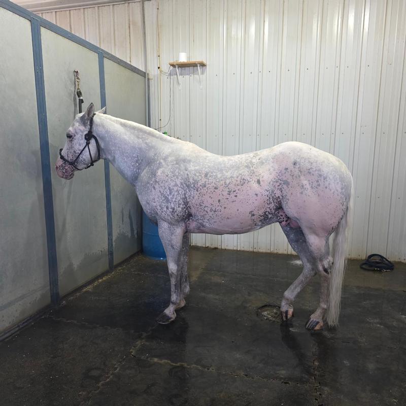 My beautiful white stallion