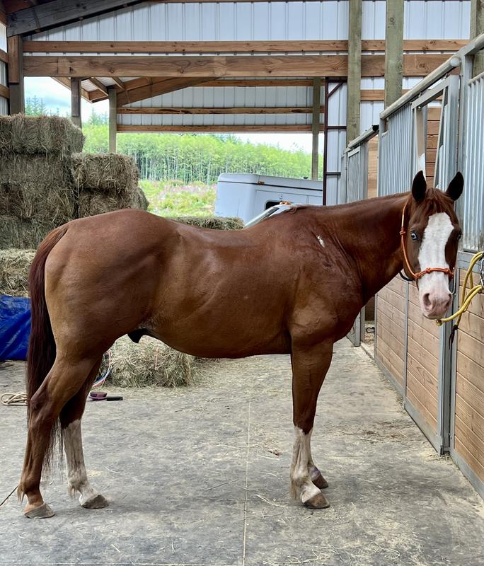Archie loves his Santa Cruz supplements!! He’s come a long ways!