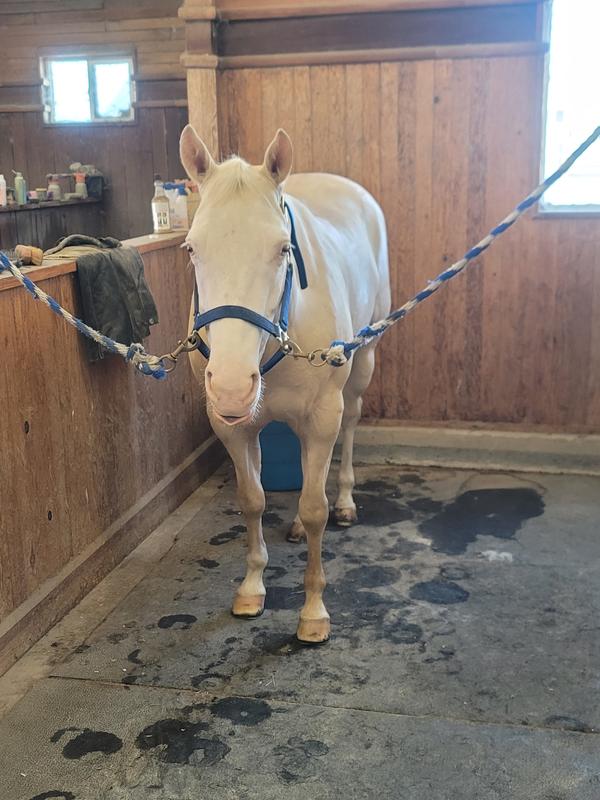 UltraCruz Equine Integratore Di Vitamina E Naturale Per Cavalli - 60 Pratiche Monodosi In Pellet