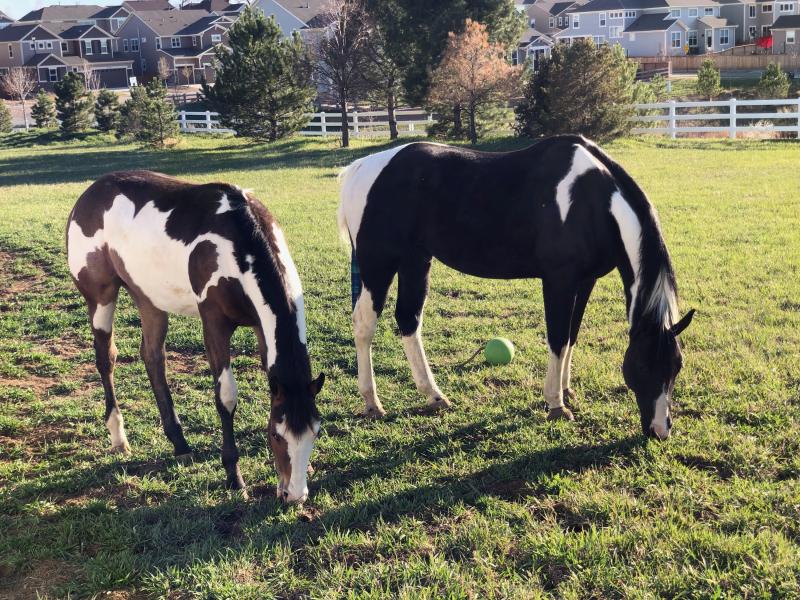 Able to customize my supplement order for both my growing yearling and 13 yr old show gelding.