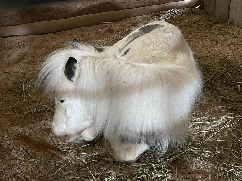 Laminitis mini in recovery