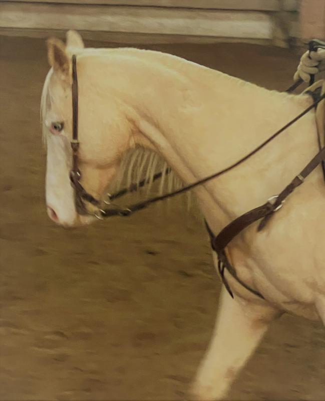 HF Capone (5 year old AQHA gelding)