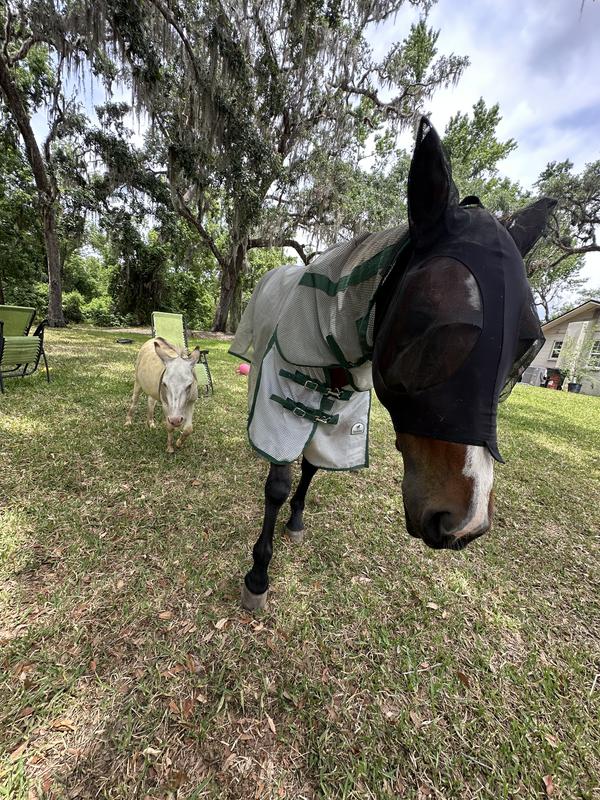 Jack has sweet itch and he also appreciates the effective fly spray!