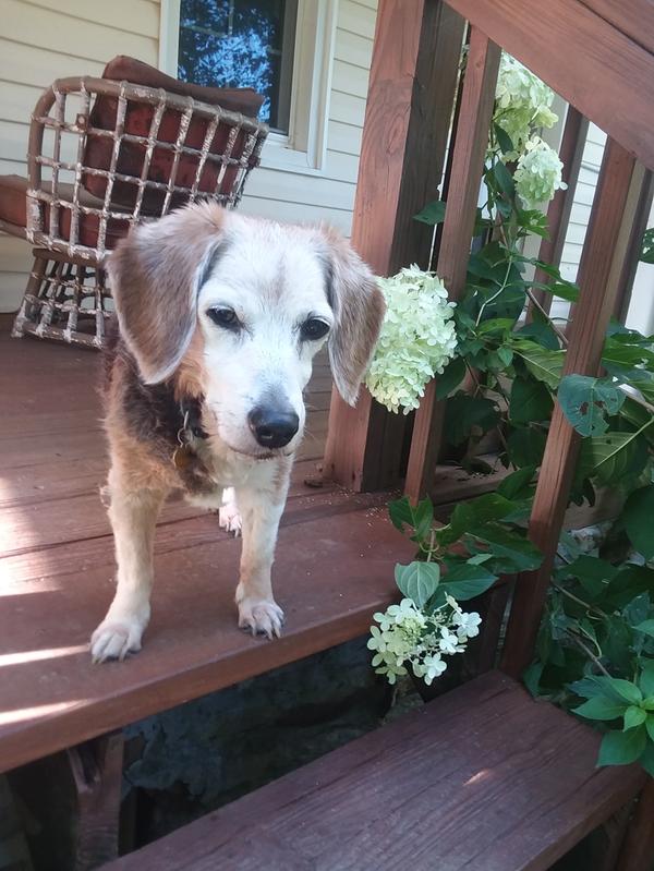 Harley 16 years old.