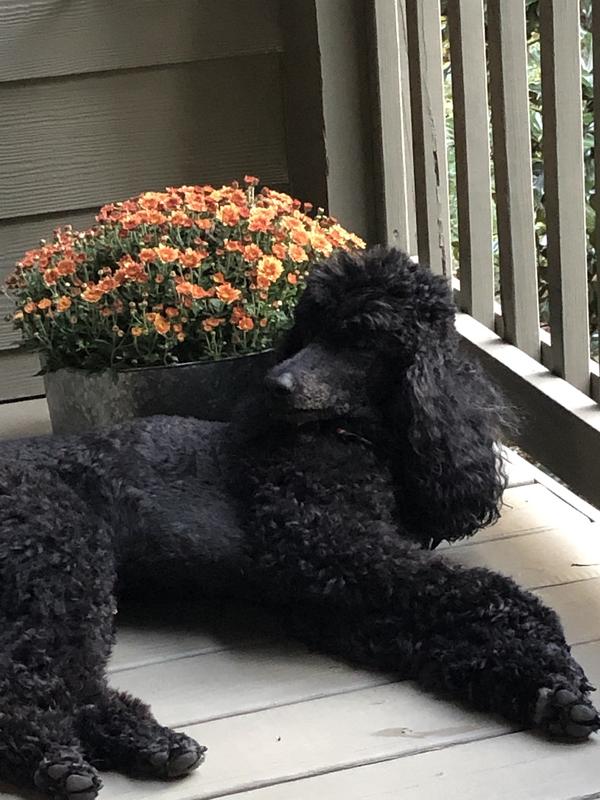 Zhoe, standard poodle.
