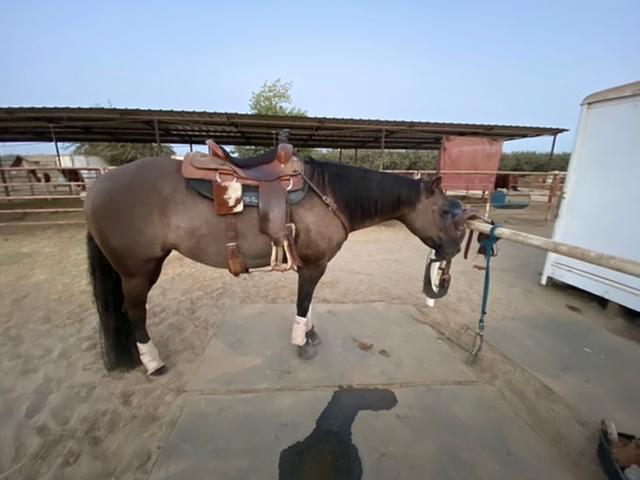 My 12 year old Appaloosa