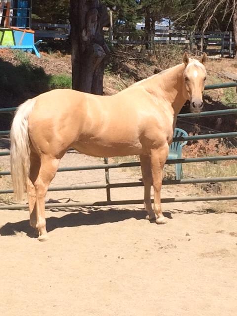 My horse Whizzy, relies on extra amino acids in her diet since he has PSSM type 2