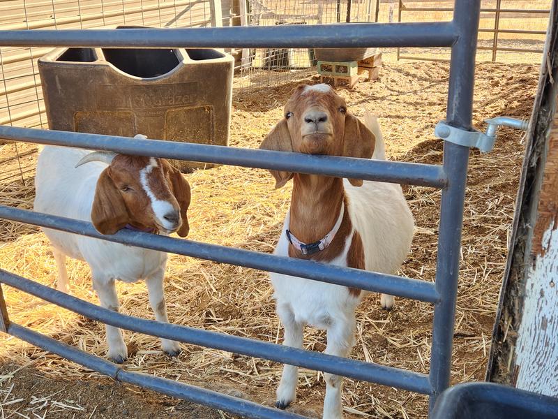 Happy healthy goats