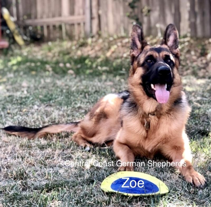 Central Coast German Shepherds ~ Zoe