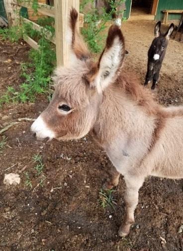 Baby donkeys