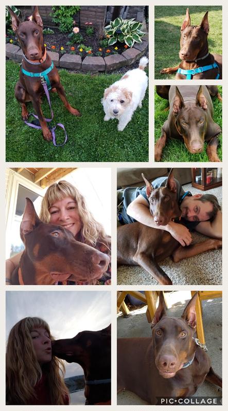 This Is Kyro My Red and Rust Doberman Pinscher, and He Thinks Your Products Are Great!!