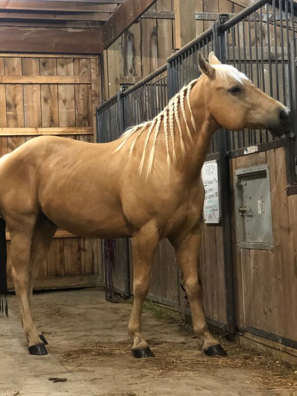 My gelding looks and feels great!