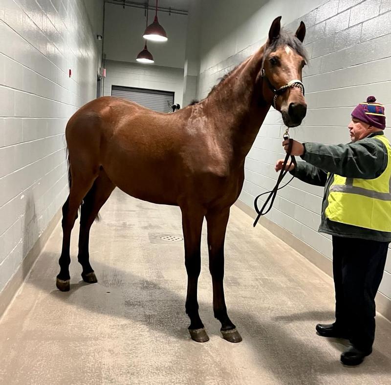 UltraCruz® Equine Chondroitin Sulfate, 4 Lb