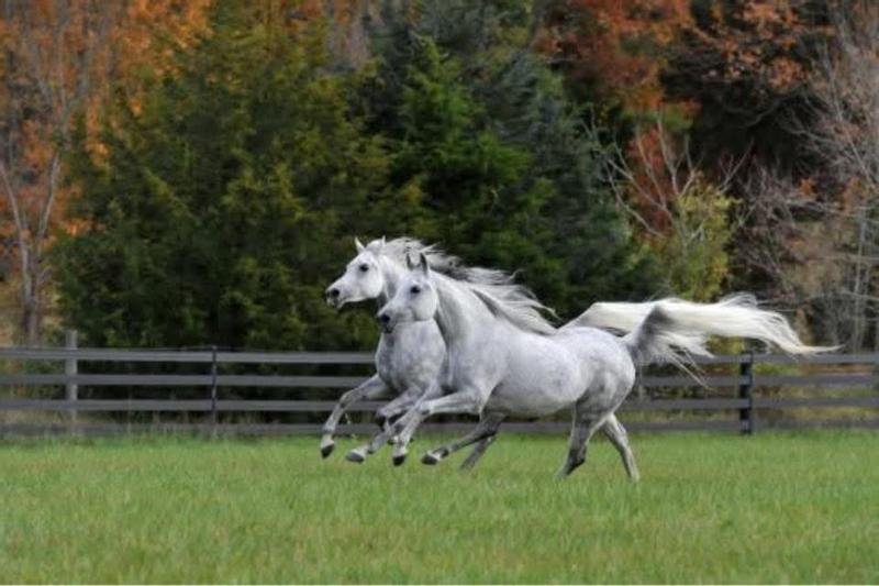 Arabian mares loving life.