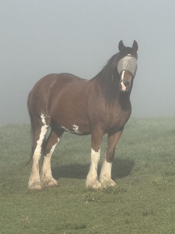Standing even on both front feet! 
Have been trying to help him with bilateral ring bone.... Senior Joint Care has done the trick! Saw a diffence in 5 days- after 15 days he is running again!