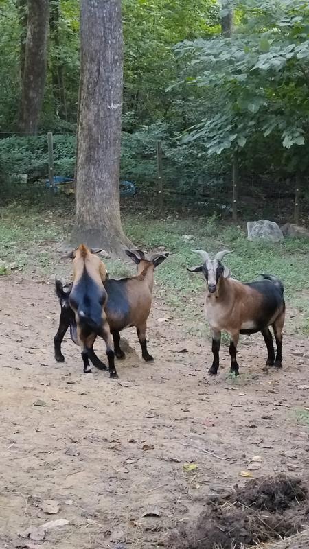 Some of the happy healthy heard