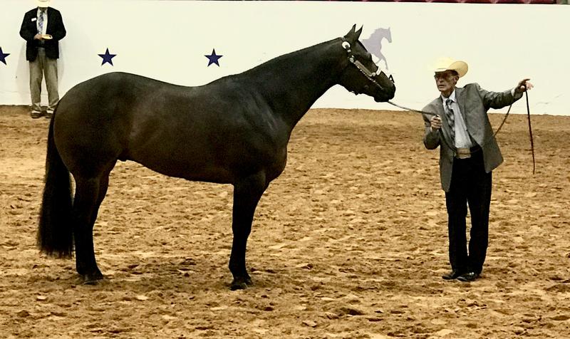 Multi World & National Champion