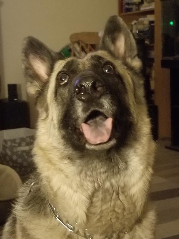 Suzie's coat is darker and healthier!