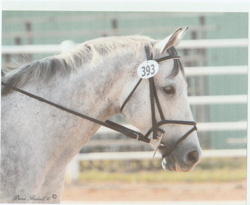 Grey horses get lots of baths!