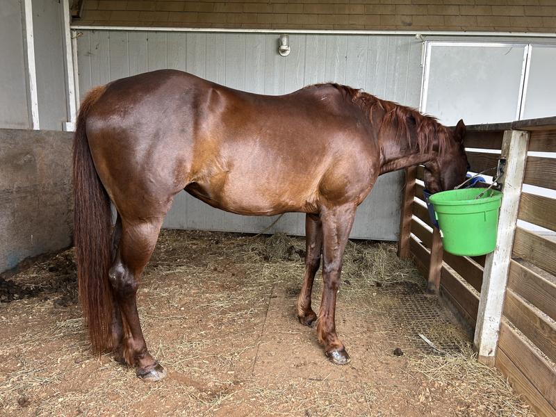 20 year old mare