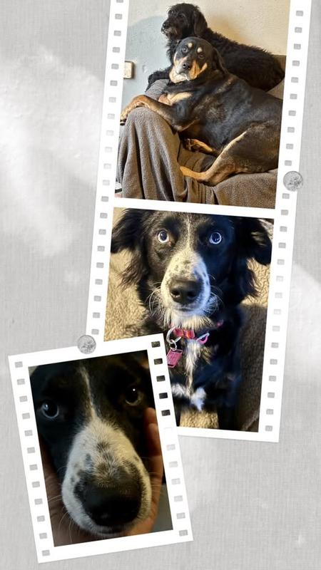 My three pups are protected by Safe-Guard wormer!