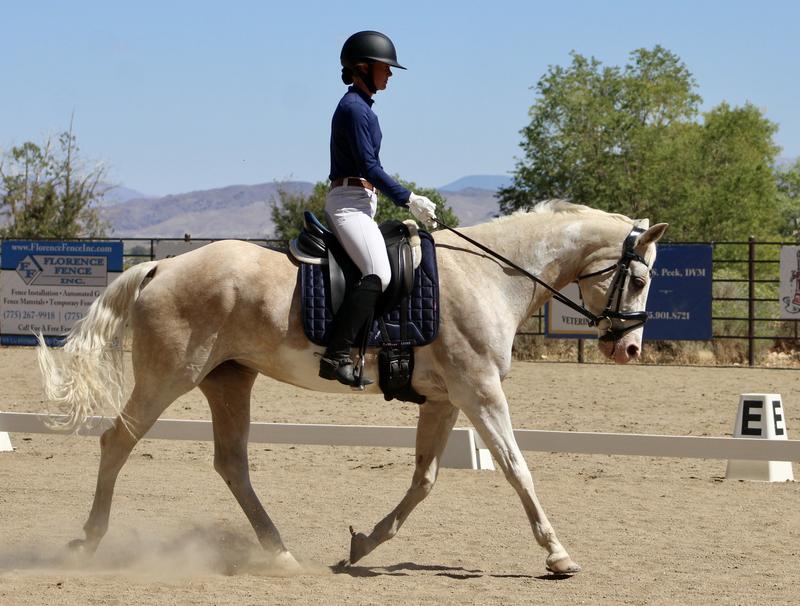 Holly 22 year old Paint mare