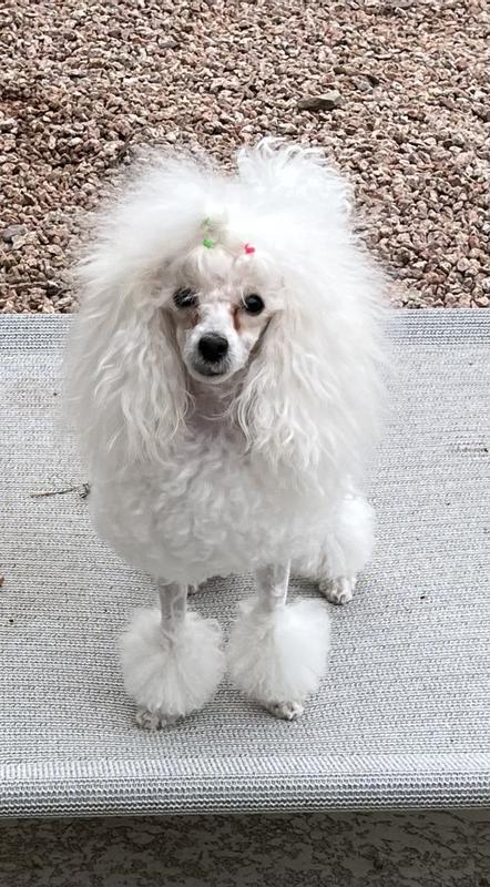 Daiquiri looks beautiful! I washed her in the sink using San Juan!