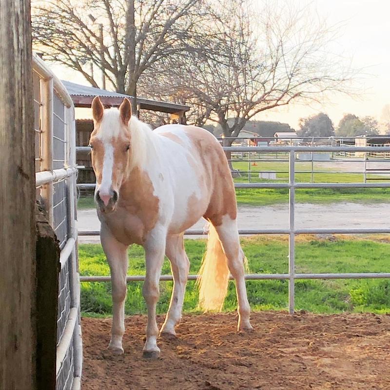 Looking Good my 3 yr old APH aka Fox glowing on UltraCruz products
