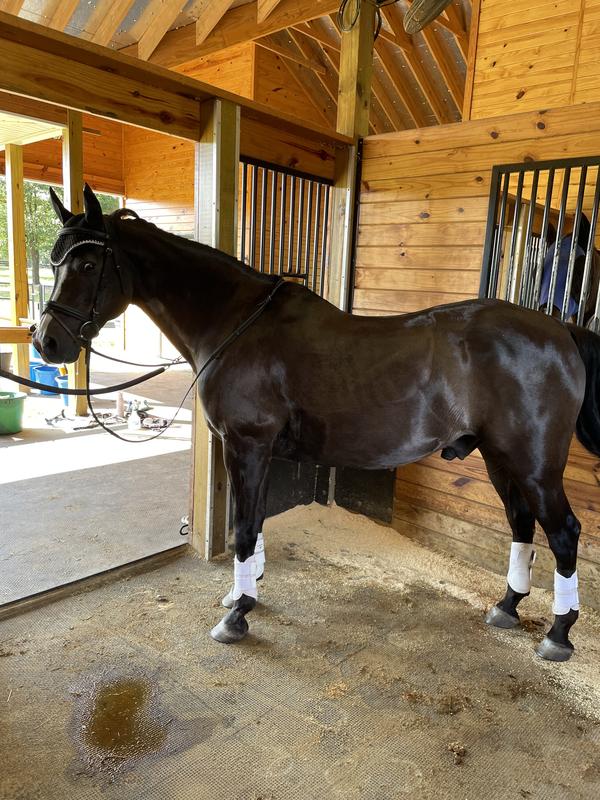 Morgan gelding age 25. After being on Metabolic support … he looks like he did when he was a 7year old! ( except for a few more white hairs)
