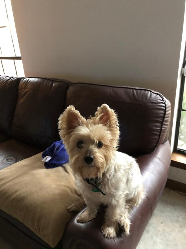 His Favorite spot on the couch!