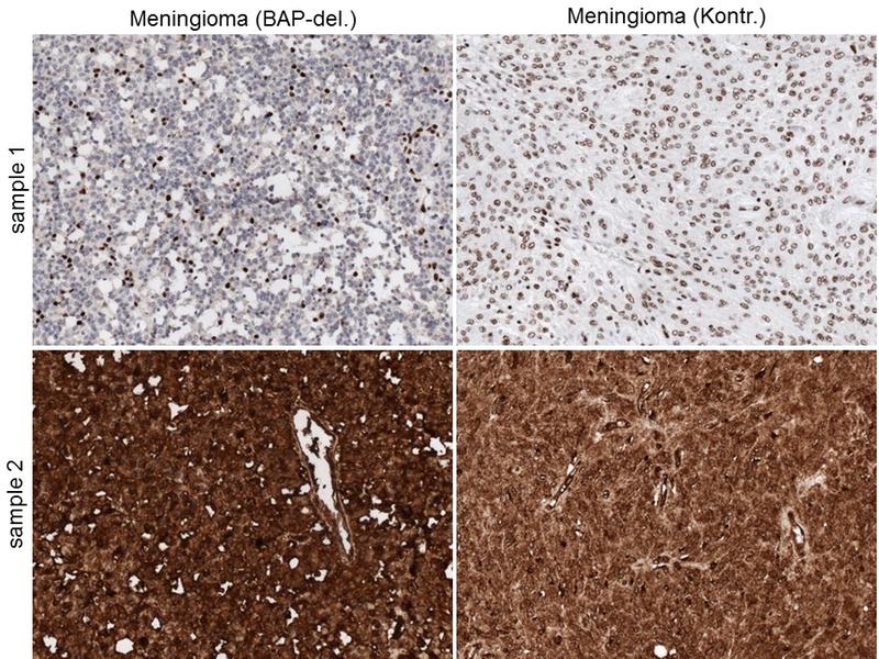 BAP1 Antibody C 4 SCBT Santa Cruz Biotechnology