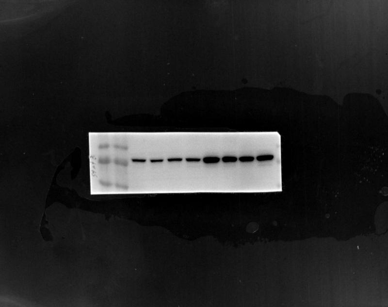 Stat3抗体(F-2) | SCBT - Santa Cruz Biotechnology