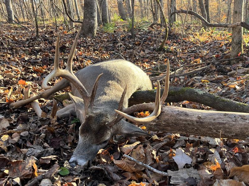 OZ Radial EZ | Scentlok