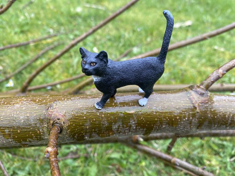 Figaro, climbing a tree!