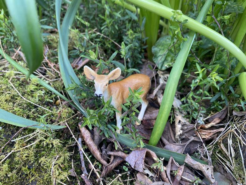 Little doe, playing hide and seek!