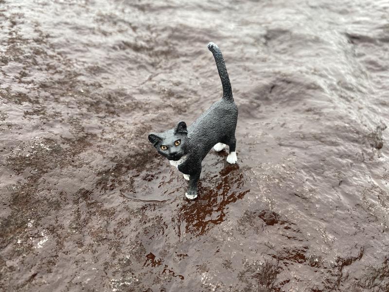 Figaro, climbing a rock!