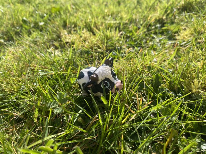 Bubblymoo, grazing in the grass!