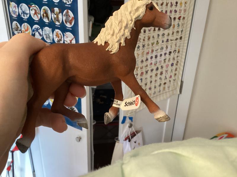 Haflinger stallion at home