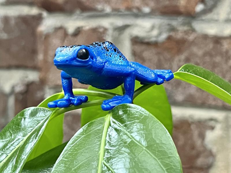 Ribbit!