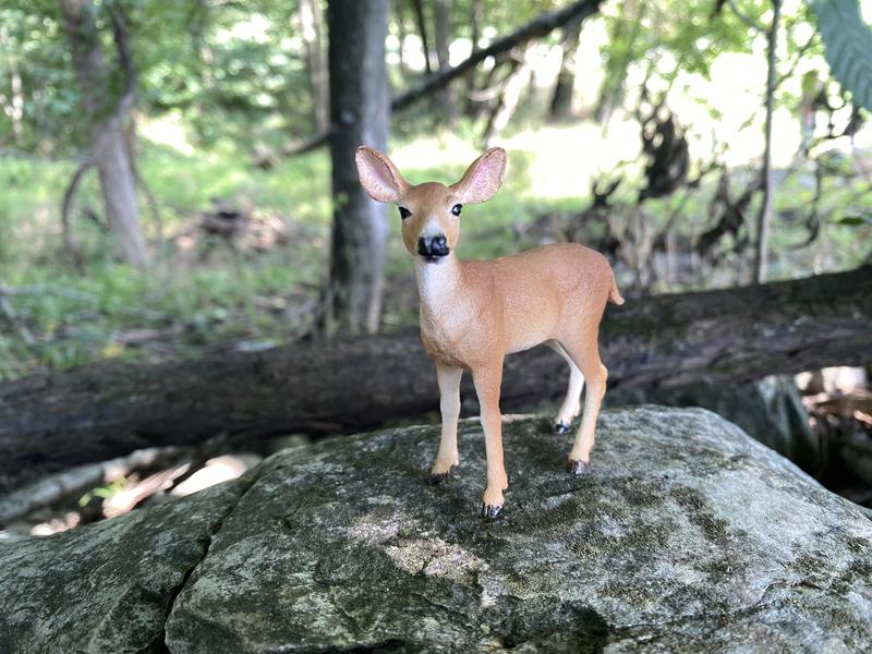 Lovely little dear