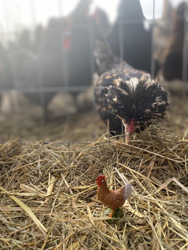 Chicken eat…I mean meet Rooster