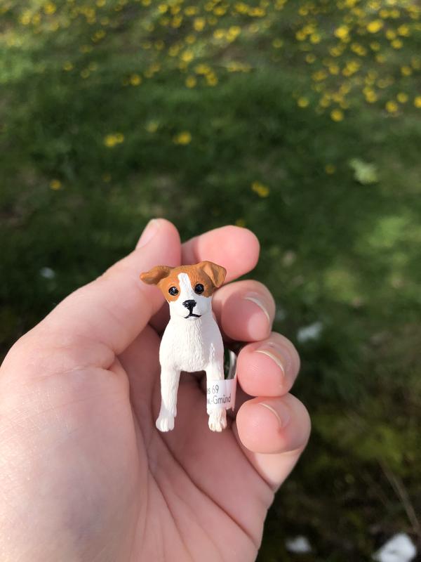 13916 - Jack Russell Terrier