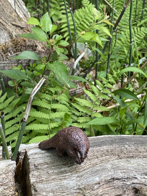 pangolin in the park