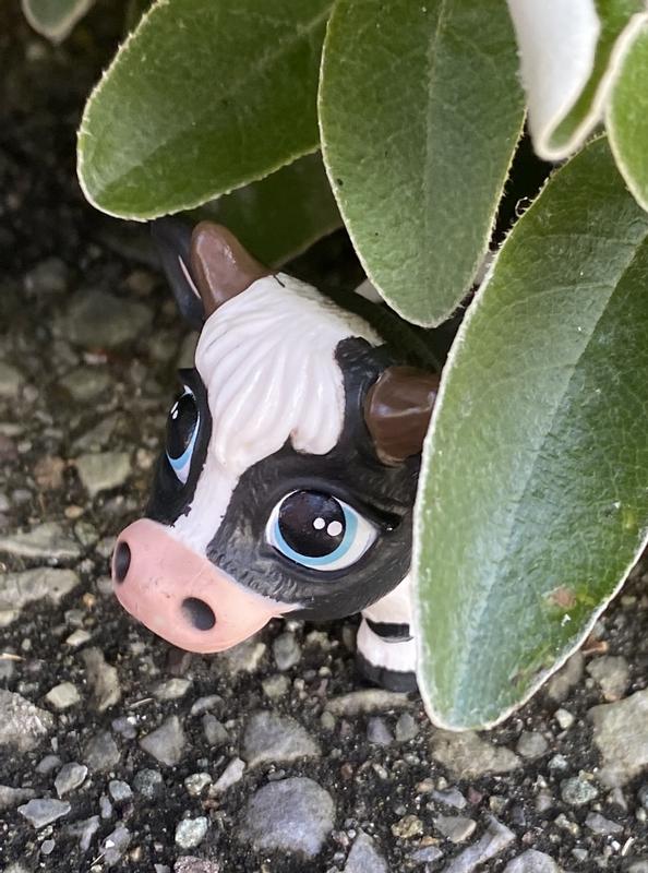 Hide and seek with Bubblymoo!
