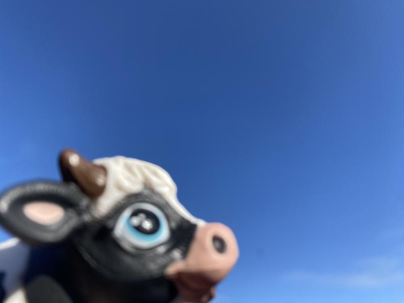 “Moo, wow!!”
