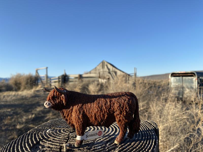 New kid at the ranch