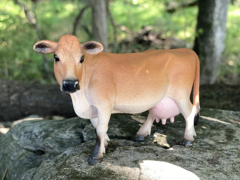 Jersey cow