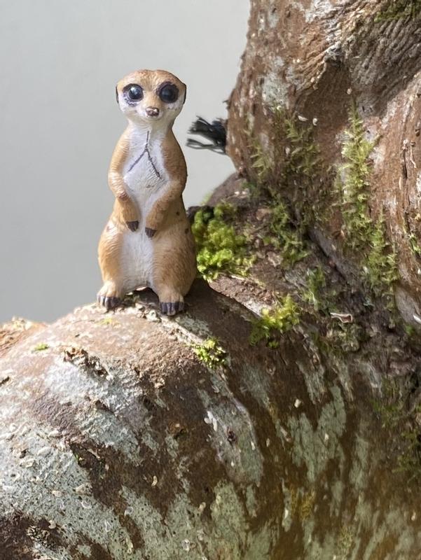 “Are meerkats supposed to climb trees!”
