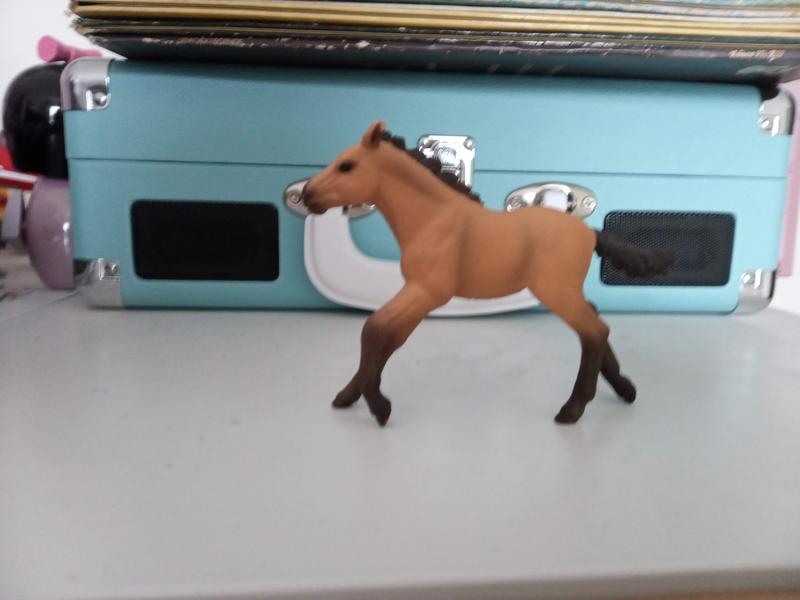Photo from Horse Lover