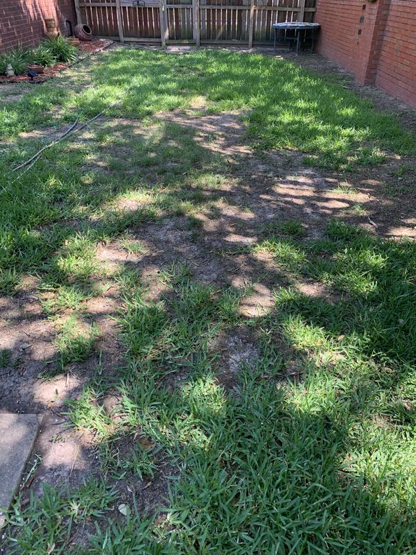 Image of Before-and-after photo of lawn treated with Scotts Summerguard